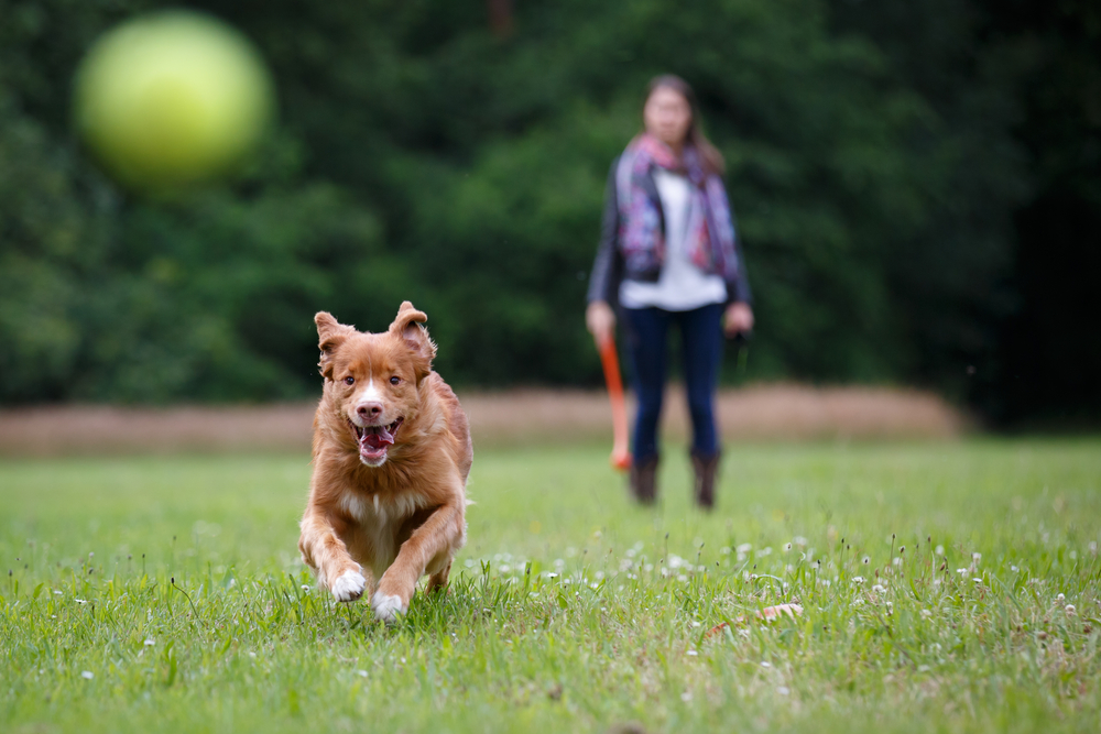 Best Pet-Friendly Parks In Paris