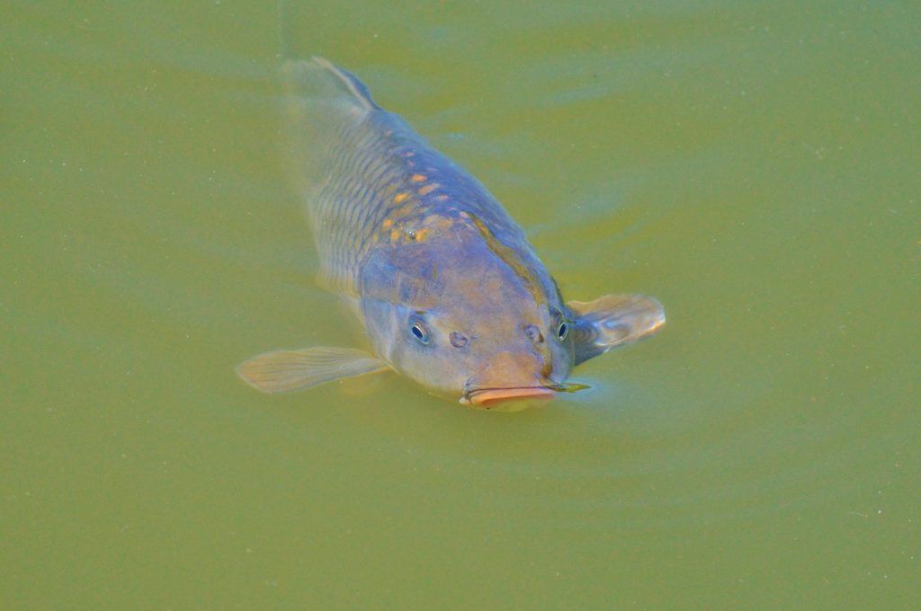 Carp Fishing In France