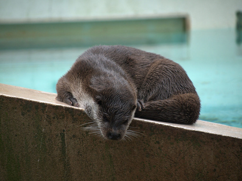 Montpellier Zoo