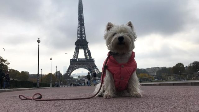Things To Do In Paris With A Dog