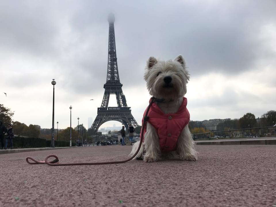 travel to paris with dog