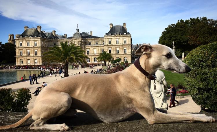 Walking My Dog In Luxembourg Gardens