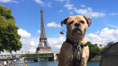 Where To Walk Your Dog In Paris