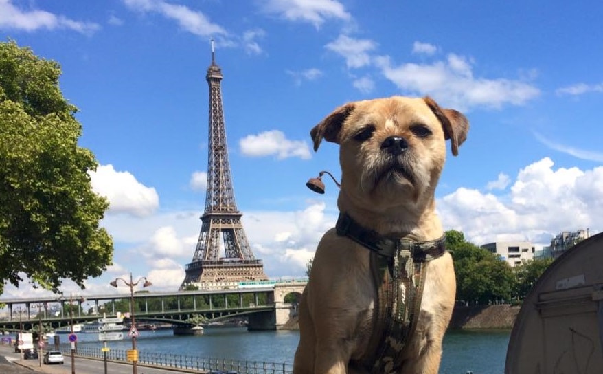 travelling dog to france