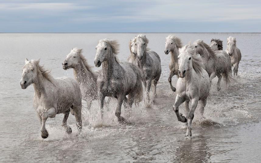 Camargue Nature Park in Arles, France