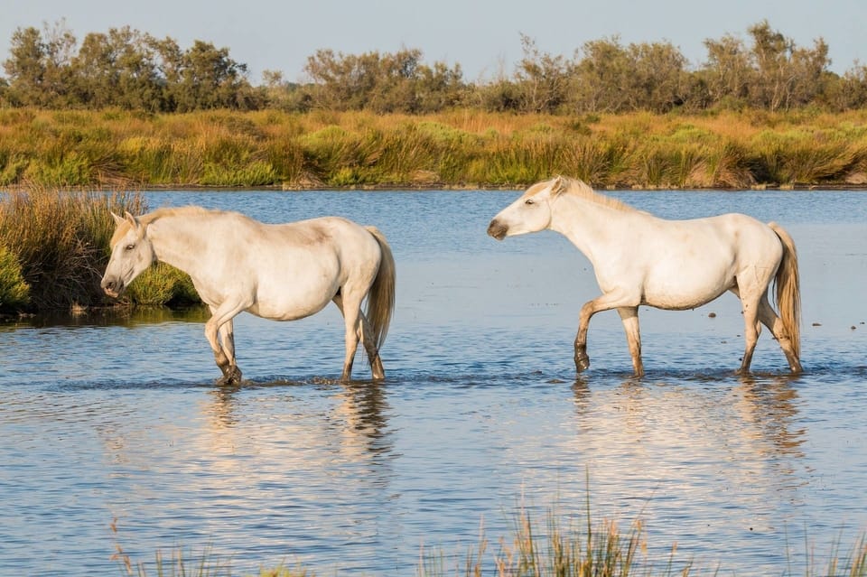 See The Camargue Wetlands in Provence