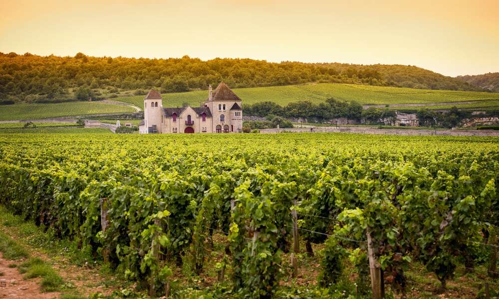 Cheap Visit to the Vineyards of France