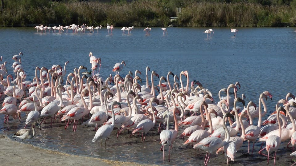 The Famous Camargue Flamingos