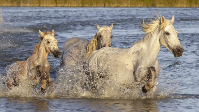 What is Camargue Famous For?