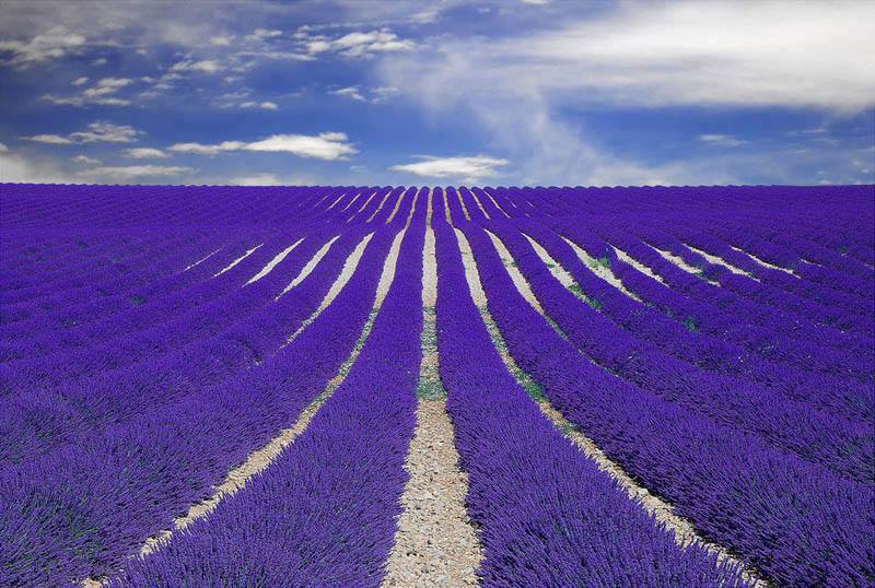 Fields of Lavender - Provence, France