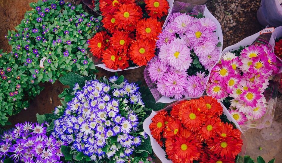 Must-Experience: 3 Fabulous Flower Festivals in France