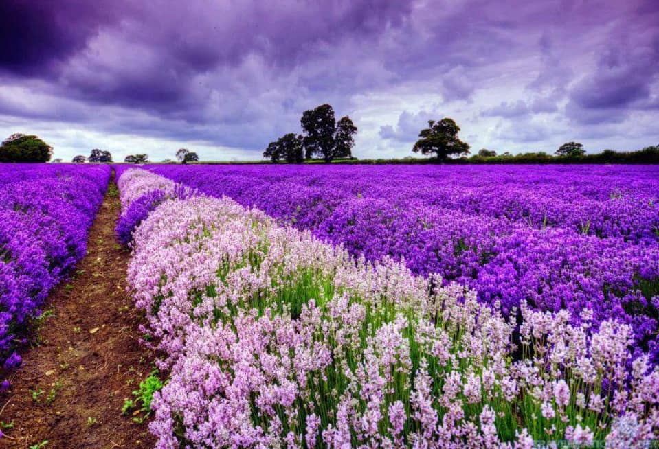 Lavender Blooming Season in Provence France