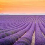When Does Lavender Bloom in Provence?