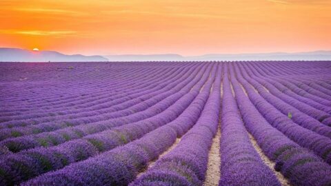When Does Lavender Bloom in Provence?