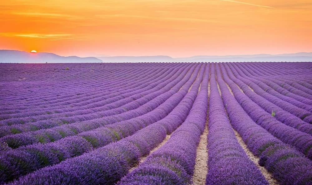 when-does-lavender-bloom-in-provence-france-travel-blog